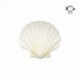 CLIP COQUILLAGE X 2