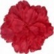 FLEUR PIVOINE S/BROCHE