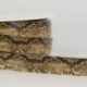 REPTILE LAMINATED STRAIGHT GRAIN