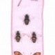 NASTRO ANIMATO