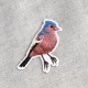 S ECUSSON OISEAU
