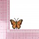 S ECUSSON PAPILLON